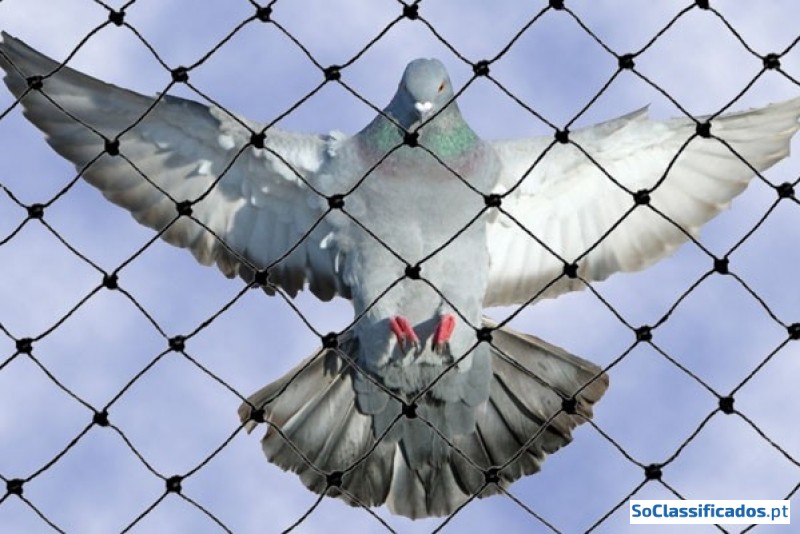 Protecção anti-pombos, gaivotas e outras aves.