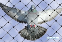 Protecção anti-pombos, gaivotas e outras aves.
